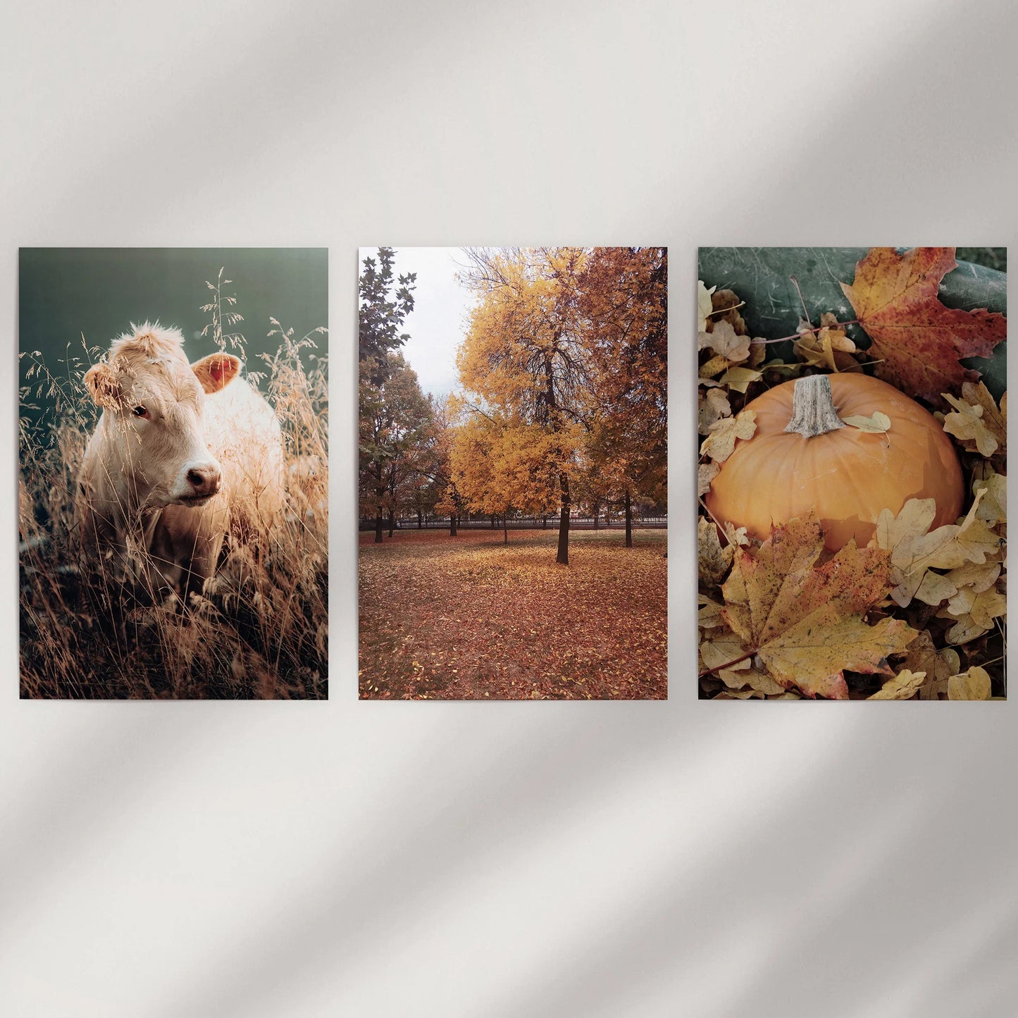 Autumn Farmhouse Prints. Cow, Fall Trees, Pumpkin Decor